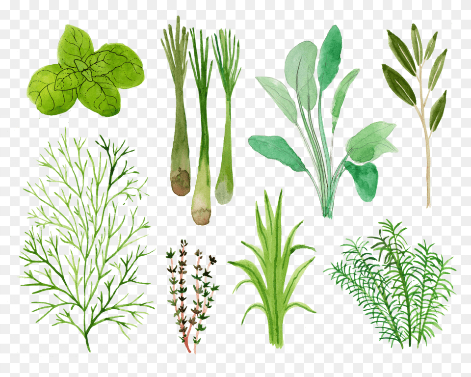 Vicky Katzman Herbs, Herbal, Leaf, Plant Free Transparent Png