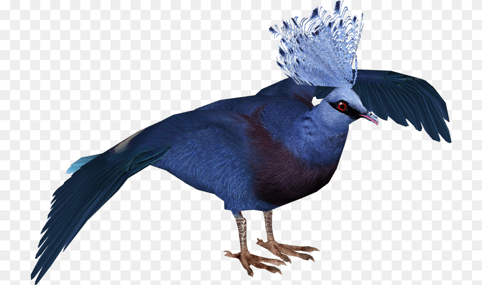 Victoria Crowned Pigeon Picsart Pigeon Hd, Animal, Beak, Bird, Jay Free Png Download