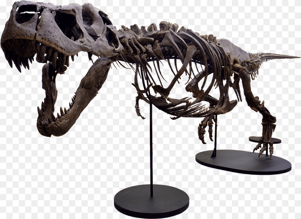 Victoria The T Rex, Animal, Dinosaur, Reptile Free Png