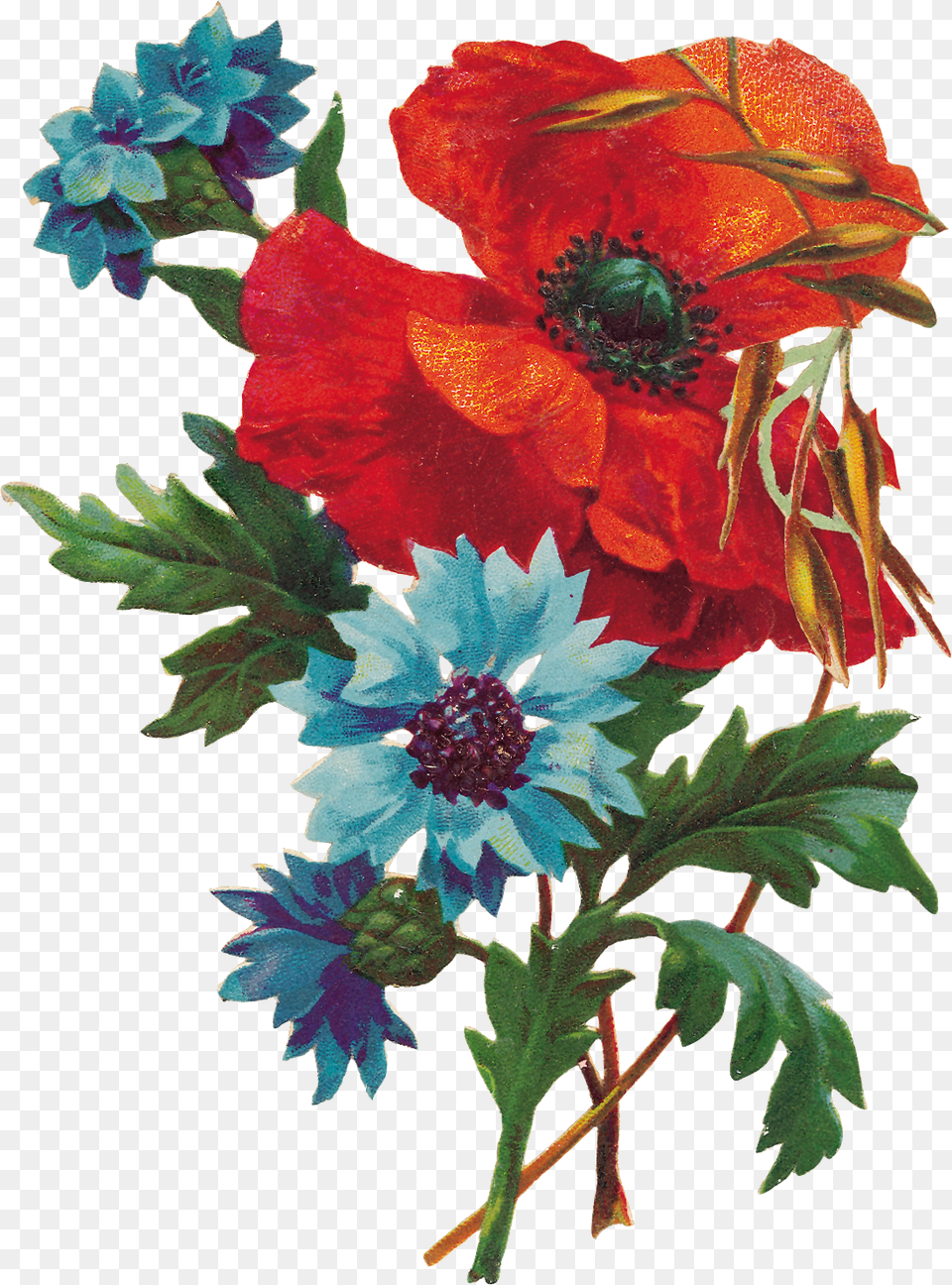 Victorian Die Cut Mak, Anemone, Flower, Plant, Pattern Free Png Download