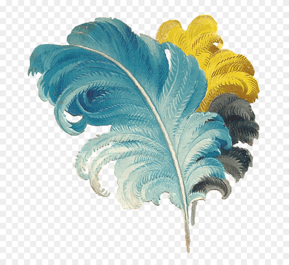 Victorian Feather Drawing Blue Yellow Black, Accessories, Leaf, Plant, Jewelry Png
