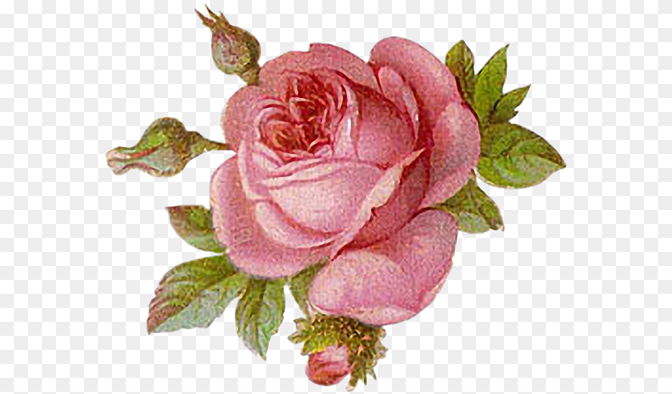 Victorian Flower Art, Plant, Rose, Petal, Pattern Png Image