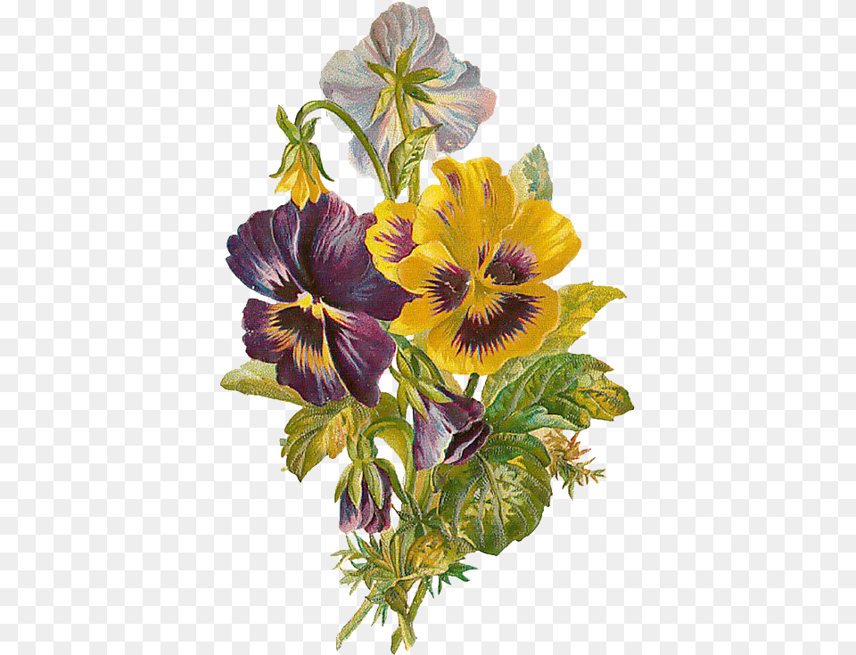 Victorian Flowers, Flower, Plant, Leaf Free Transparent Png