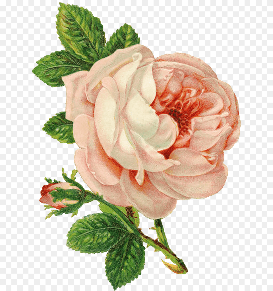 Victorian Flowers Vintage Roses Pink Vintage Flower, Dahlia, Plant, Rose, Petal Png Image