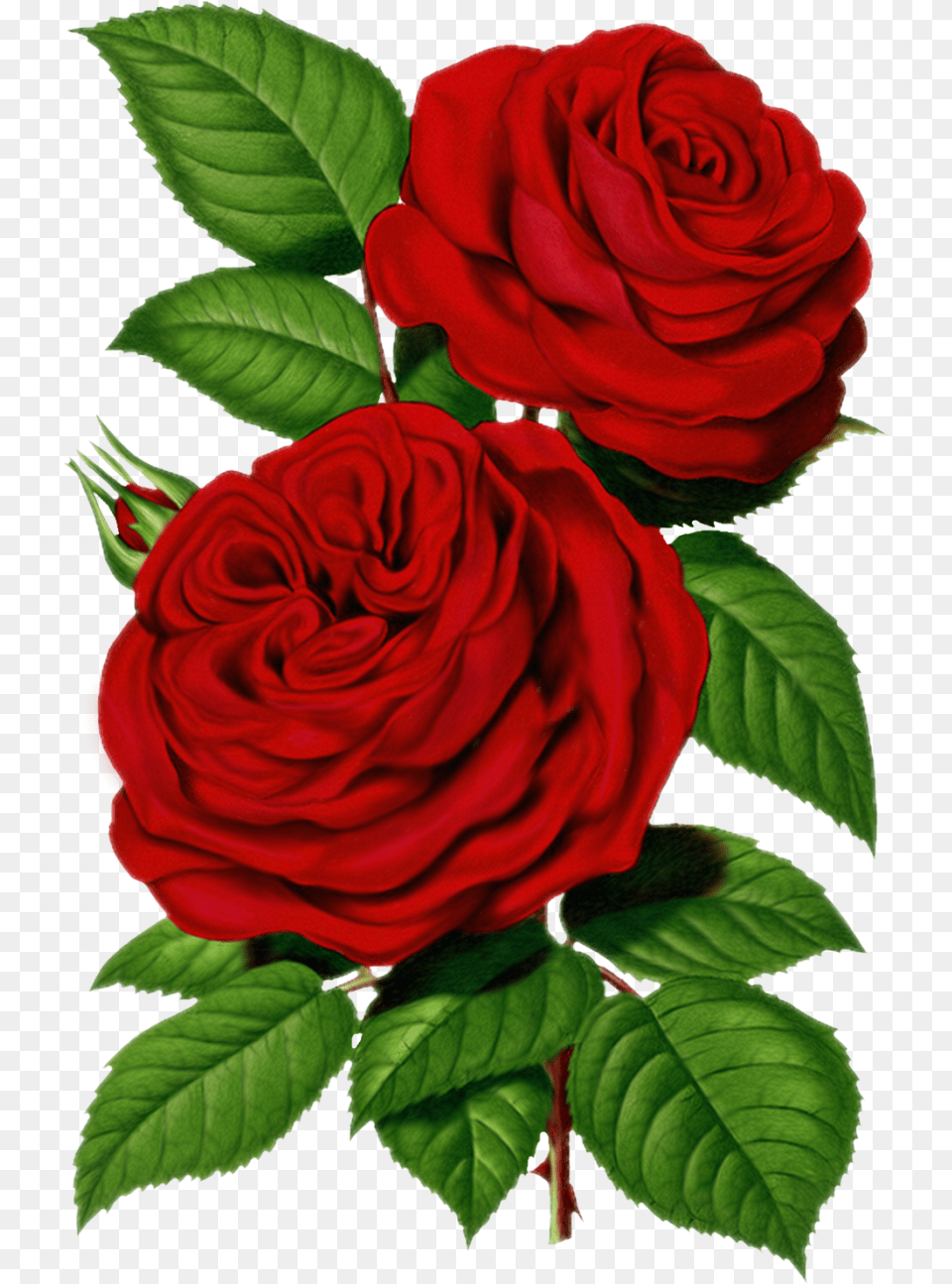 Victorian Red Rose Graphic Good Morning Share Chat, Flower, Plant Free Png