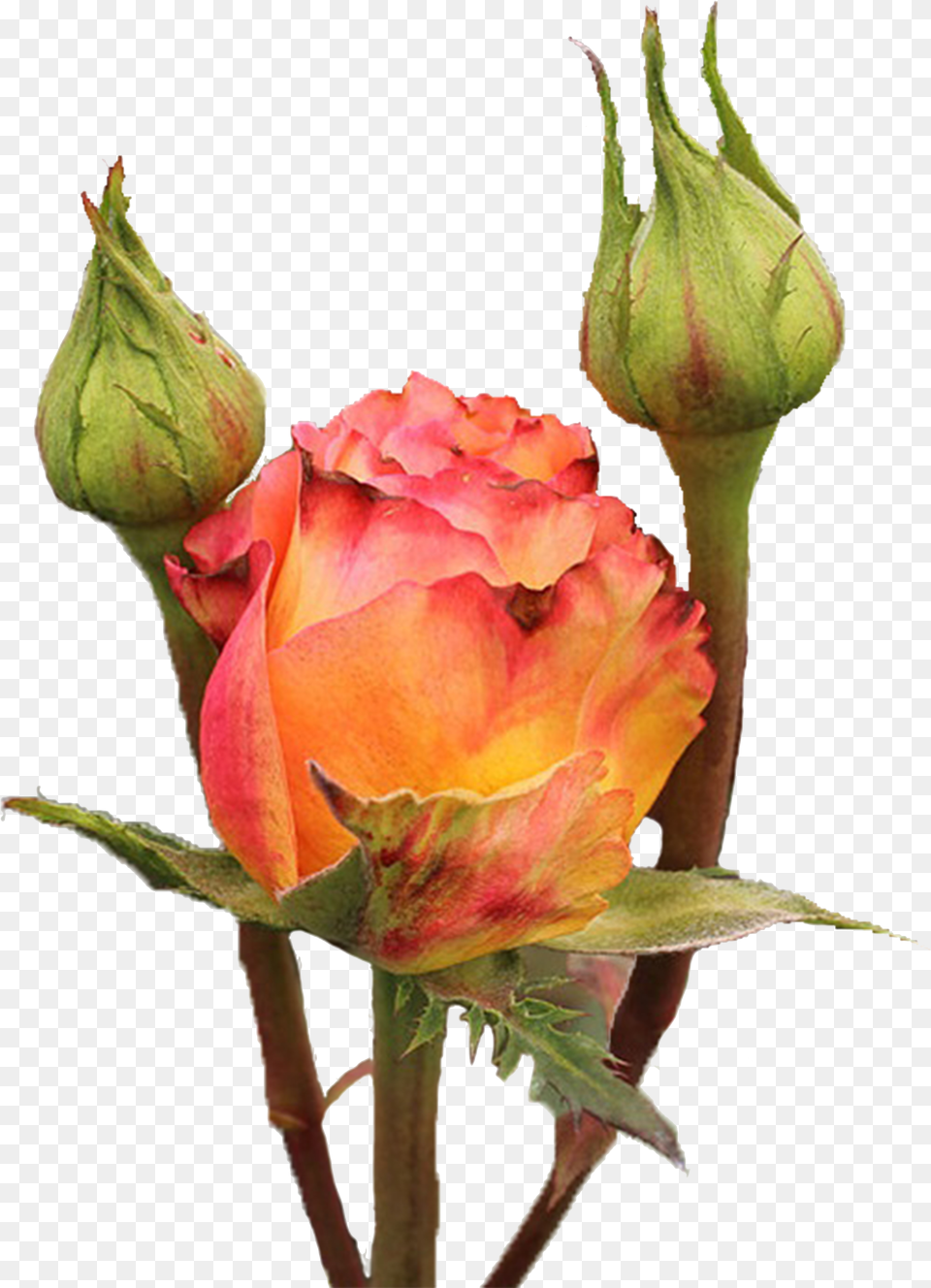 Victorian Spirit Ecuamia Flowers Victorian Spirit Rose Free Transparent Png