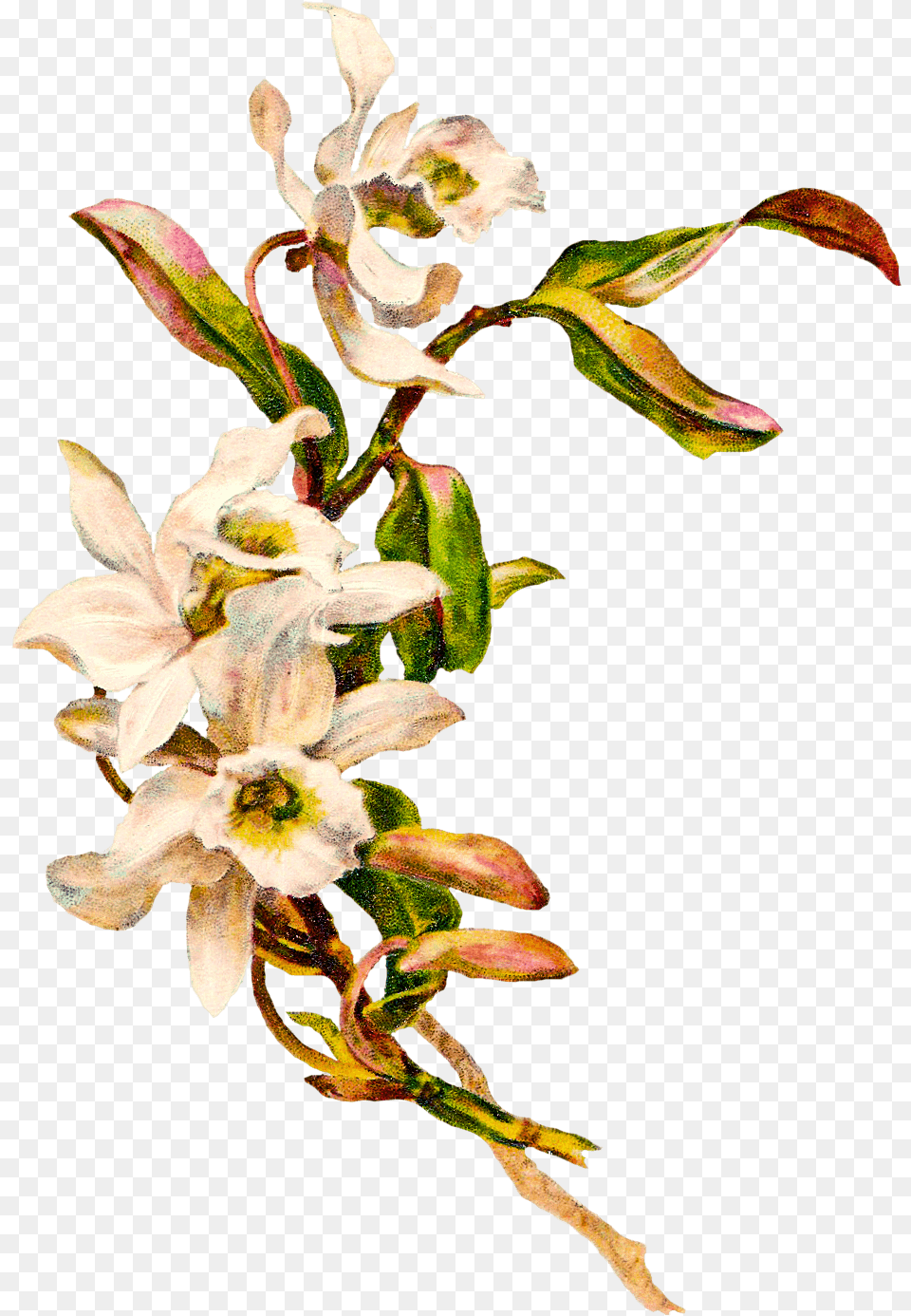 Victorian Vintage Flowers Plant Mockup, Acanthaceae, Flower, Petal, Flower Arrangement Png