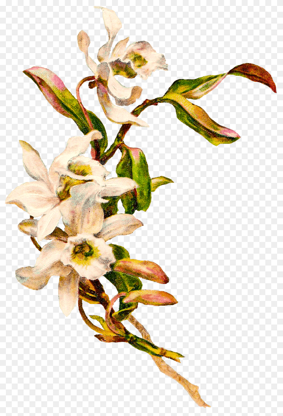 Victorian Vintage Flowers Transparent, Flower, Plant, Acanthaceae, Petal Free Png
