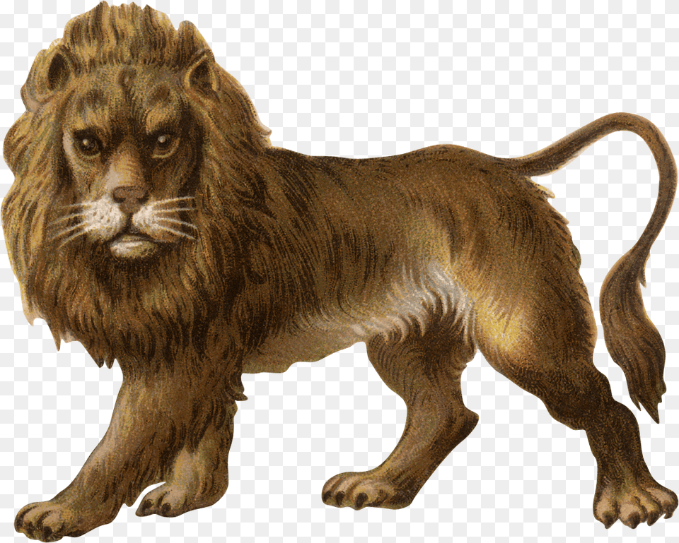 Victorian Vintage Lion, Animal, Mammal, Wildlife Free Png