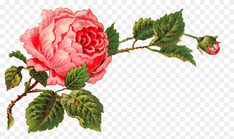 Victorian Vintage Roses On A Branch, Flower, Plant, Rose, Leaf Free Png Download