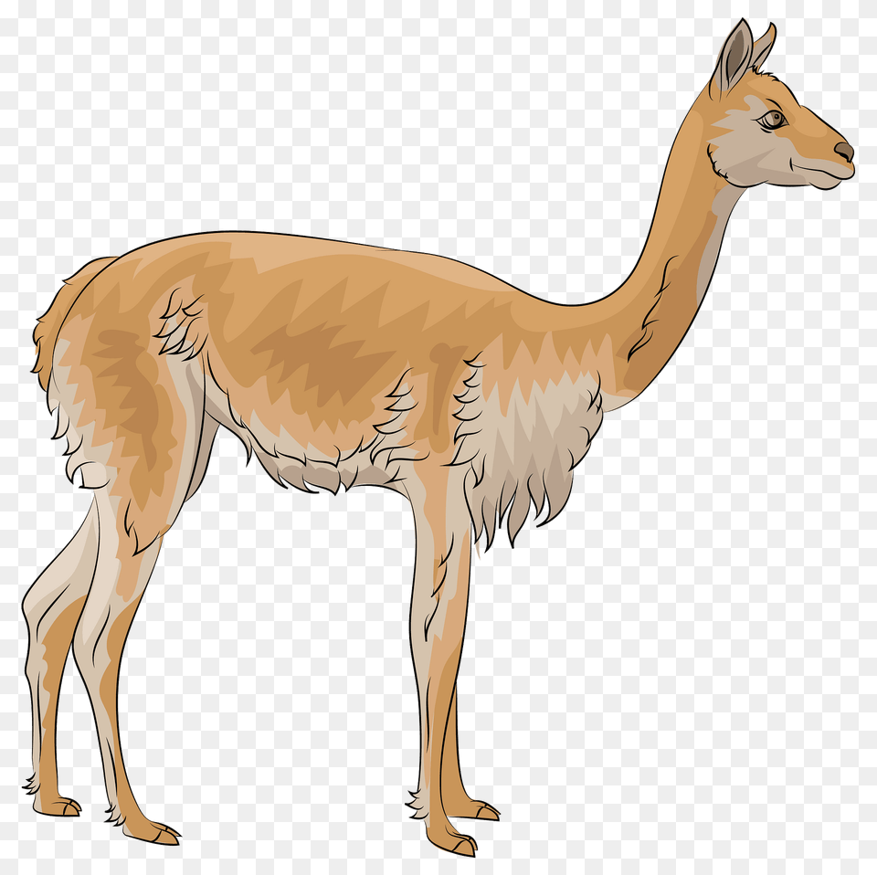 Vicuna Clipart, Animal, Mammal, Kangaroo, Llama Png