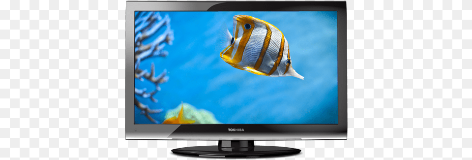 Video Wall Bezel Size, Animal, Computer Hardware, Electronics, Fish Free Transparent Png