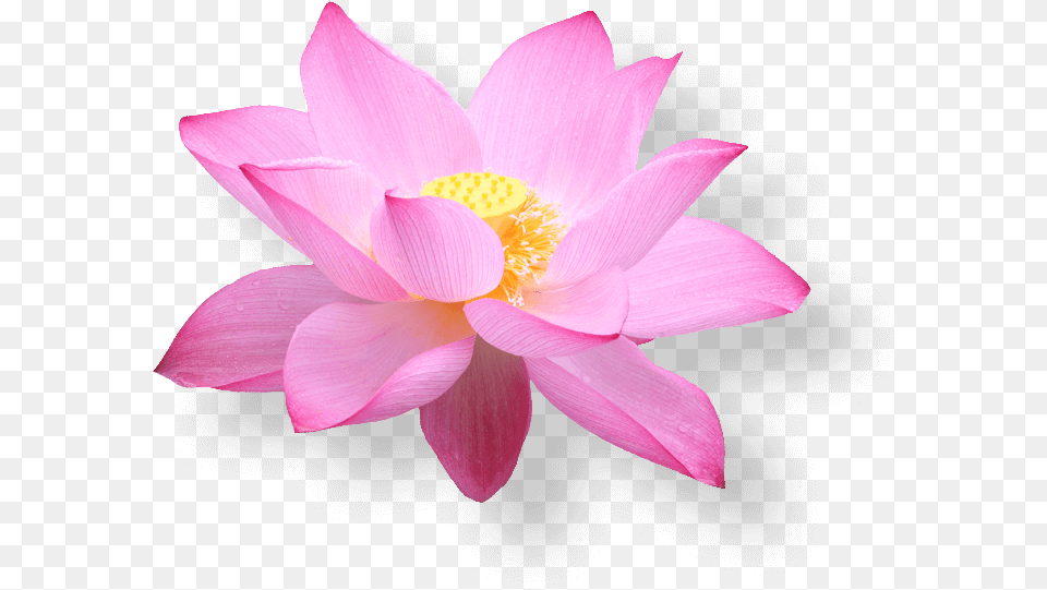 Vietnam Airlines Lotus, Flower, Petal, Plant, Dahlia Free Png Download