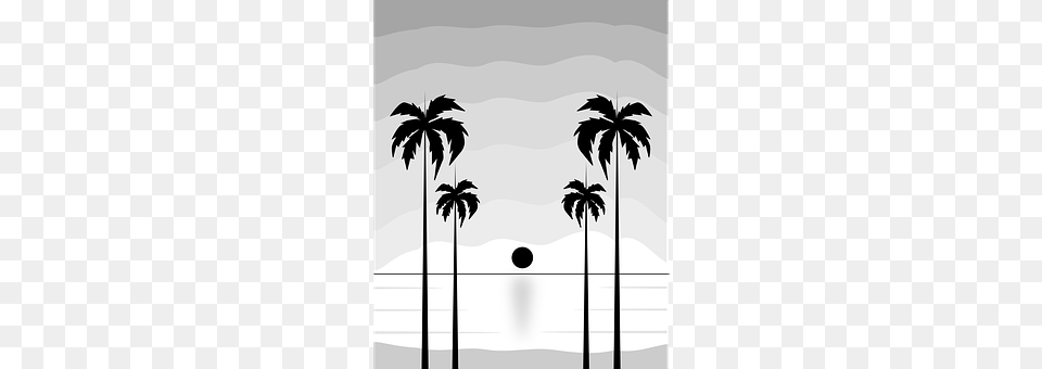 View Palm Tree, Plant, Tree, Silhouette Free Png Download