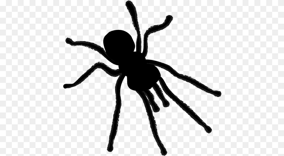 View All Images 1, Silhouette, Animal, Invertebrate, Spider Free Png