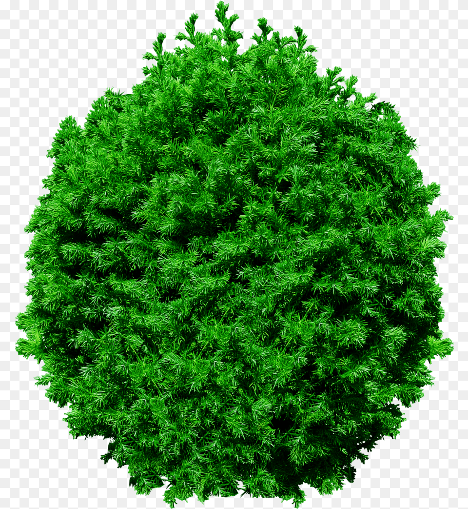 View Files Picture Trees Top View, Conifer, Vegetation, Green, Tree Png