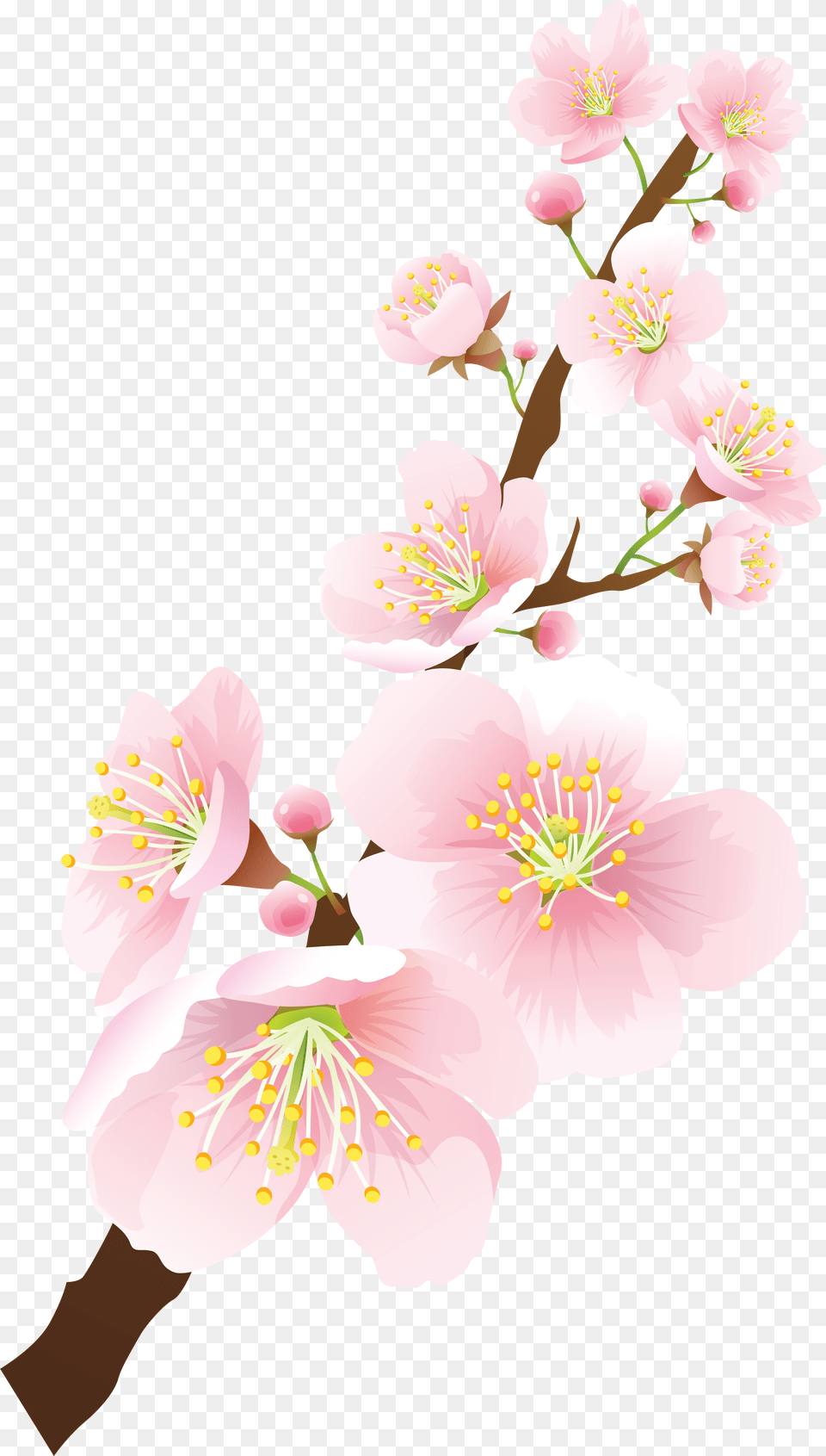 View Full Size Clip Art, Anther, Flower, Plant, Cherry Blossom Free Transparent Png