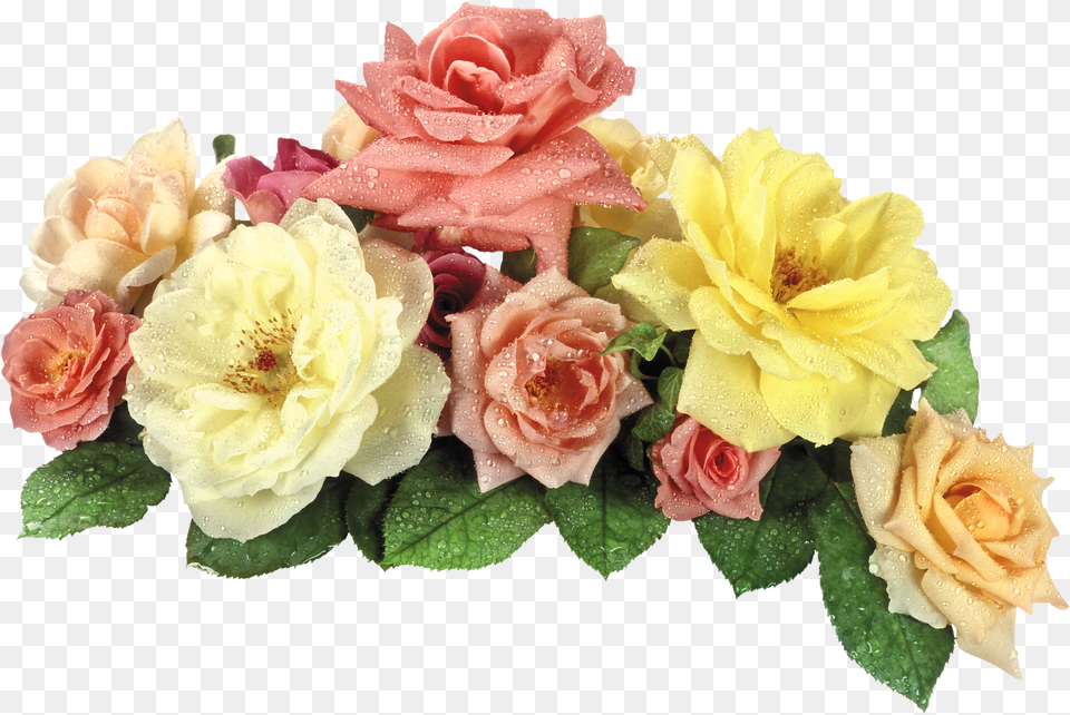 View Full Size Format Flower Hd Free Png