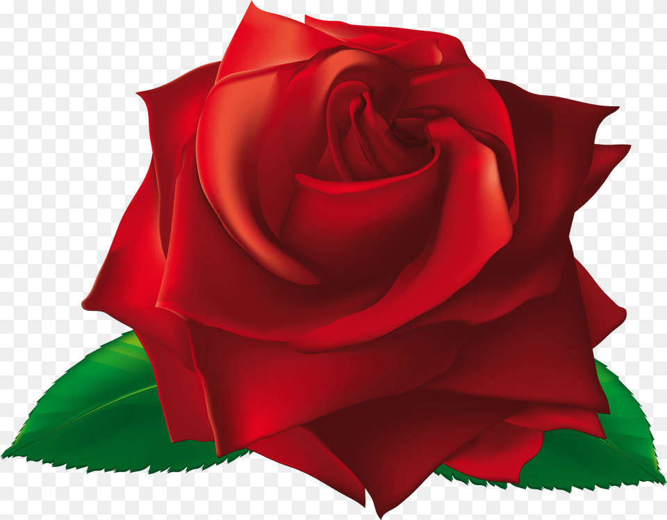 View Full Size Single Rose Images, Flower, Plant Png Image