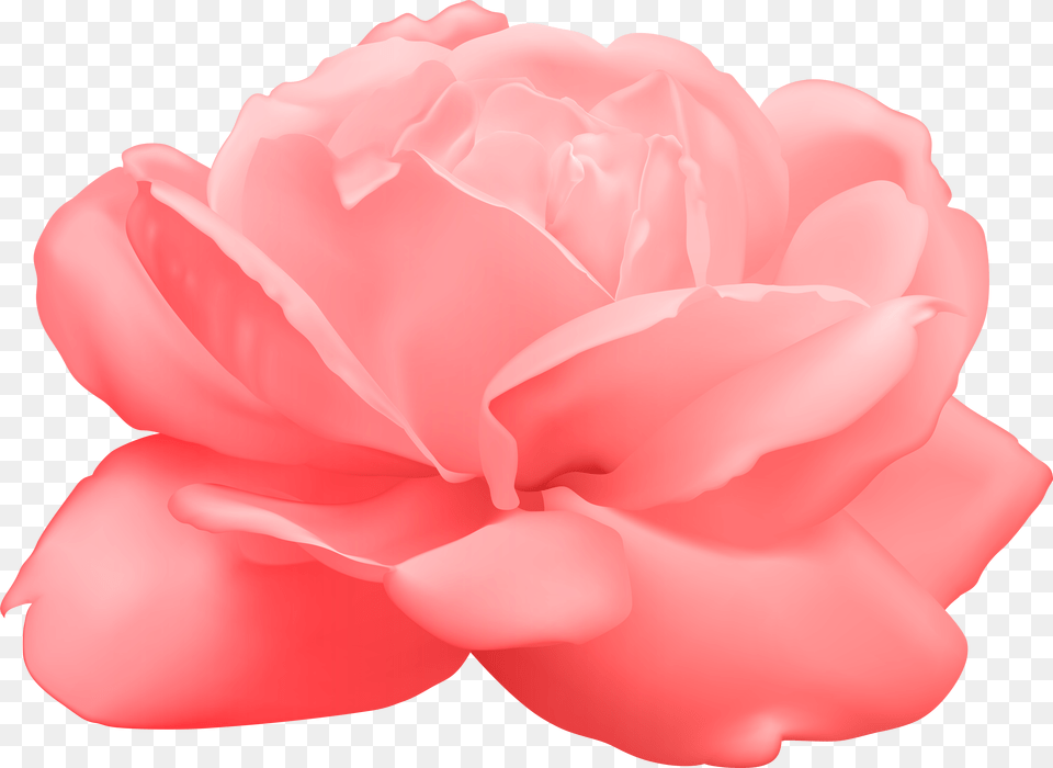 View Full Size Transparent Background Pink Flower Clipart Hd, Carnation, Petal, Plant, Rose Png Image