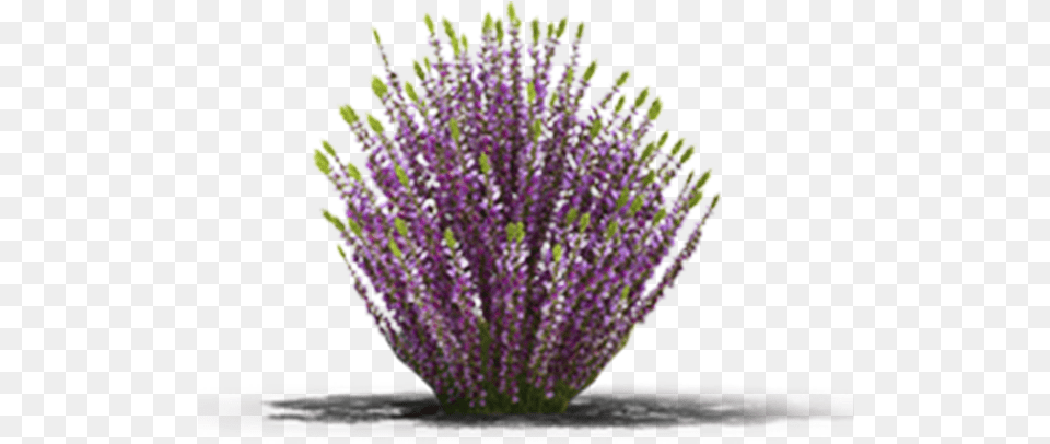 View In My Picture Calluna, Flower, Plant, Lavender, Flower Arrangement Free Transparent Png