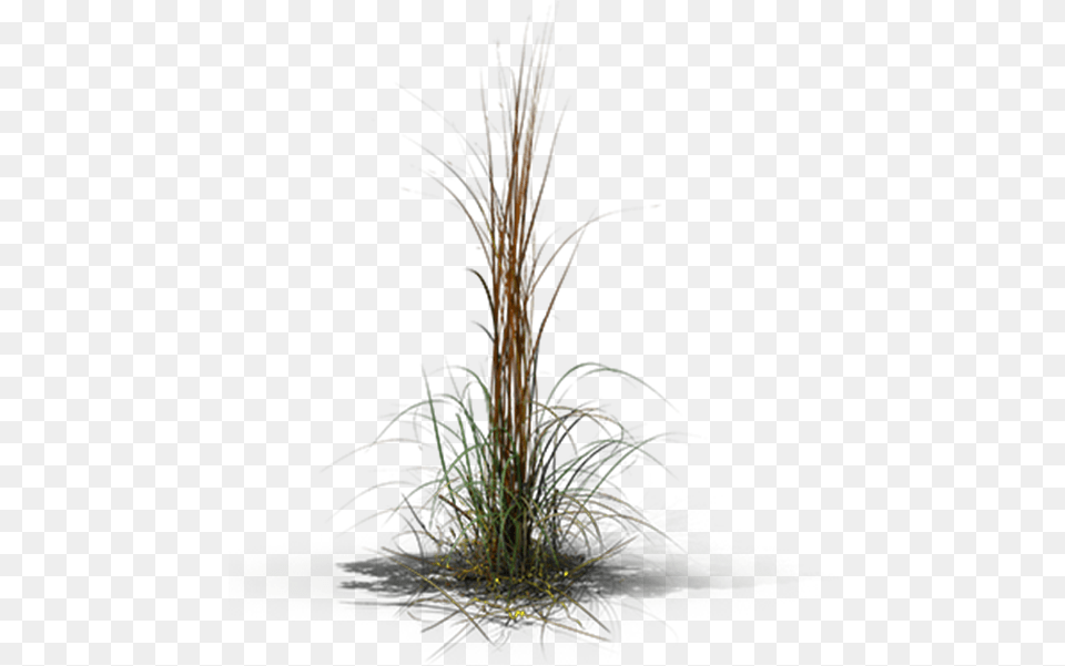 View In My Picture Grass, Plant, Fireworks, Nature, Night Png Image