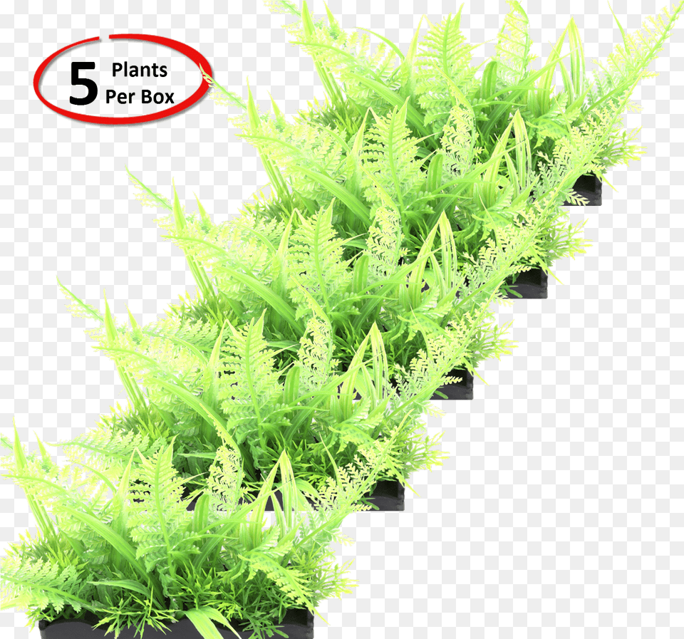 View Larger Fern, Plant, Moss, Grass, Leaf Free Png Download