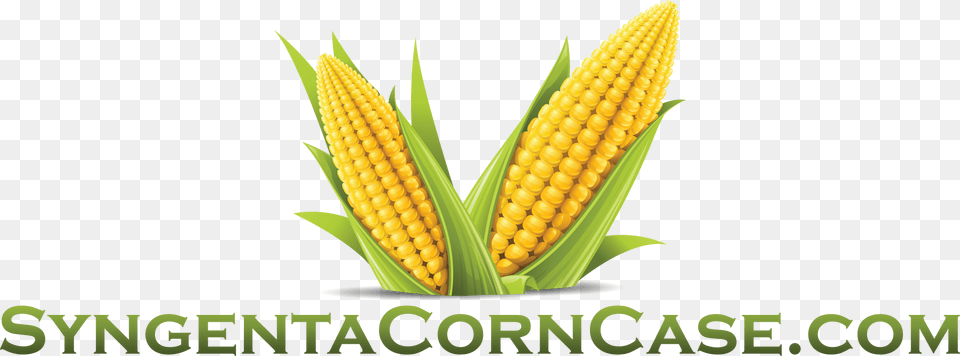 View Larger Image Syngenta Corn Case Corn Vector, Food, Grain, Plant, Produce Free Png Download