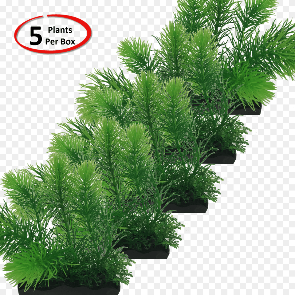View Larger Larch, Conifer, Moss, Pine, Plant Free Transparent Png