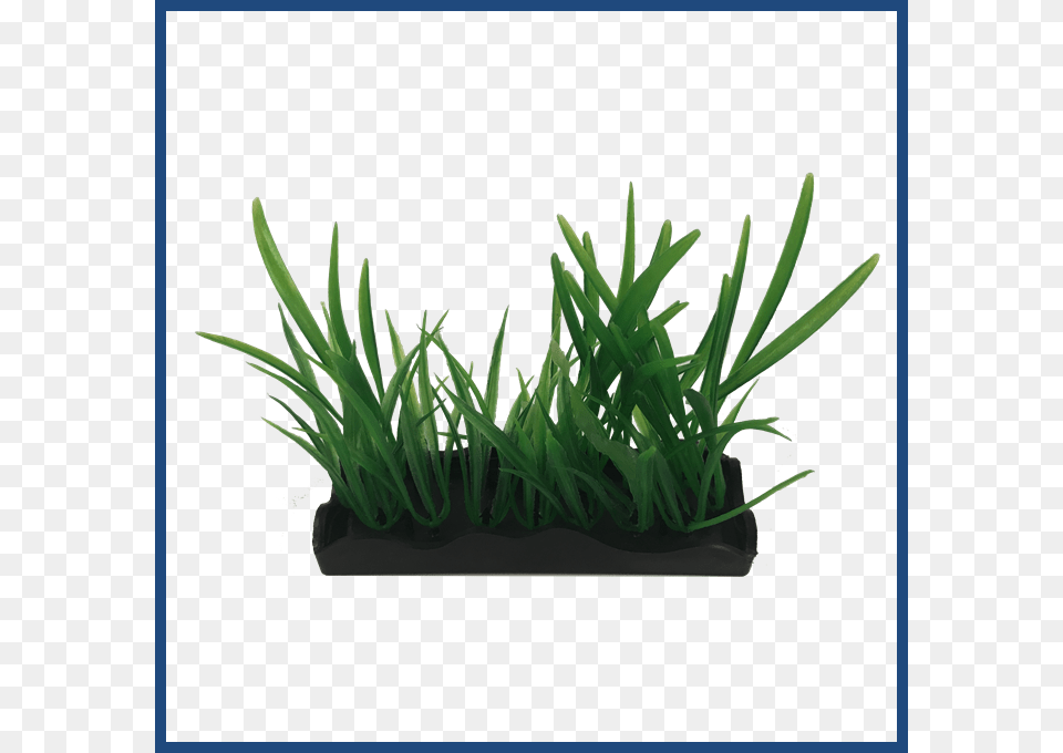 View Larger Sweet Grass, Plant, Potted Plant Free Png Download