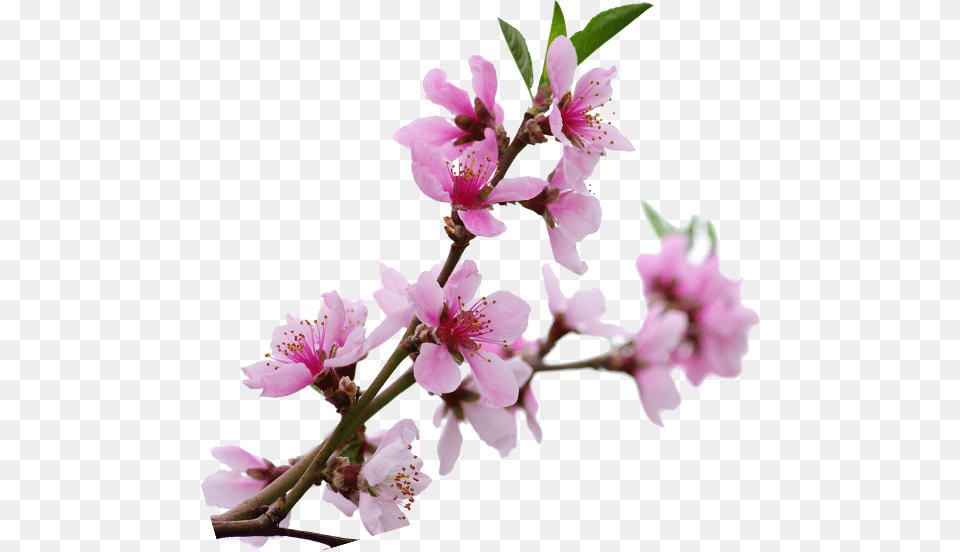 View More Cherry Blossom, Flower, Plant, Cherry Blossom Free Png