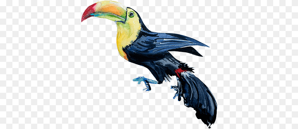 View More Illustration, Animal, Beak, Bird, Toucan Png Image