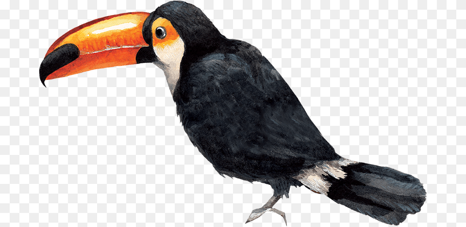 View More Toucan, Animal, Beak, Bird Png