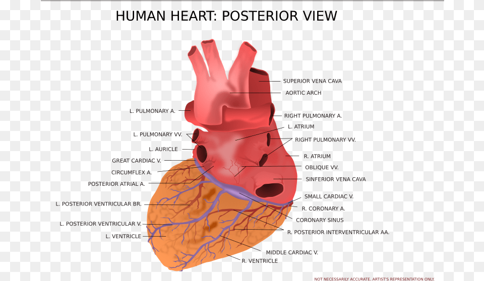 View Of Human Heart Anatomical Heart Posterior View Free Transparent Png