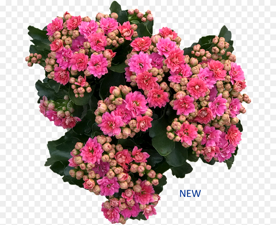 View Products Lantana Camara, Flower, Flower Arrangement, Flower Bouquet, Geranium Free Transparent Png