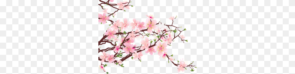 View Topic, Flower, Plant, Cherry Blossom Png Image