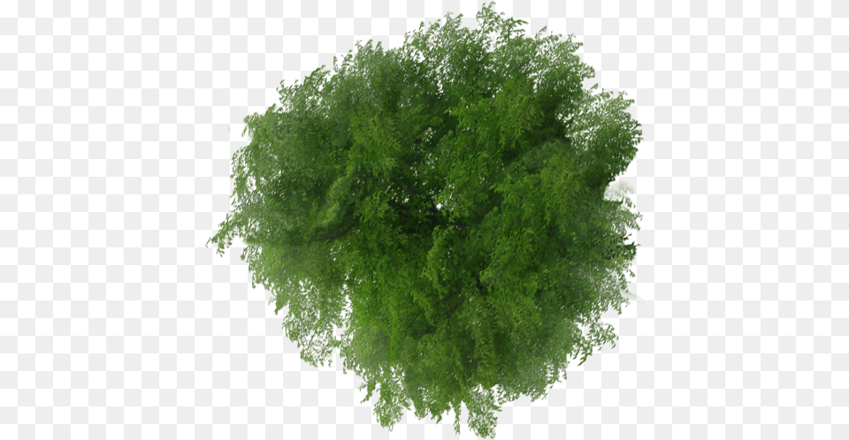 Viewer Top Tree Plan File View Clipart Top View Tree Plan, Green, Vegetation, Plant, Outdoors Free Png Download