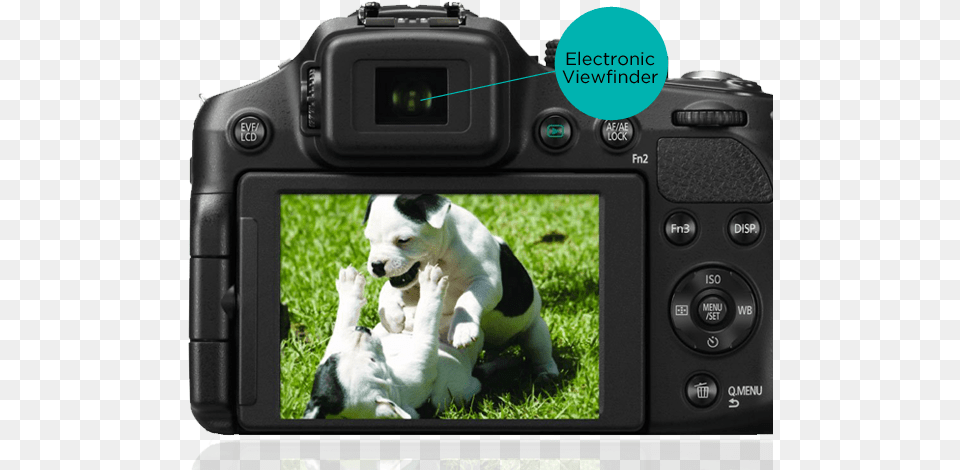 Viewfinder Nikon, Electronics, Camera, Pet, Mammal Free Png Download