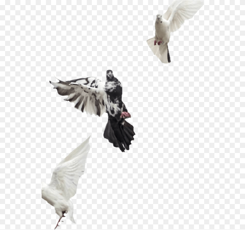 Vijay Mahar Background Hd, Animal, Bird, Flying, Pigeon Free Transparent Png
