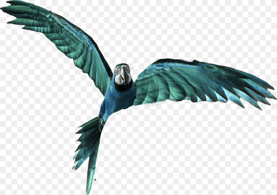 Vijay Mahar Parrot, Animal, Bird, Macaw Free Png