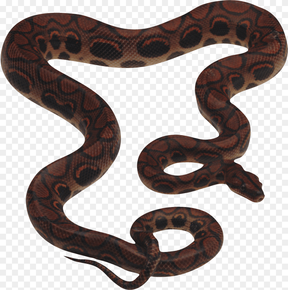 Vijay Mahar Snake, Animal, Reptile Png