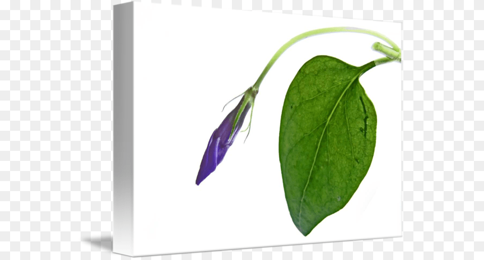 Vinca Bud, Flower, Leaf, Plant, Acanthaceae Free Png Download
