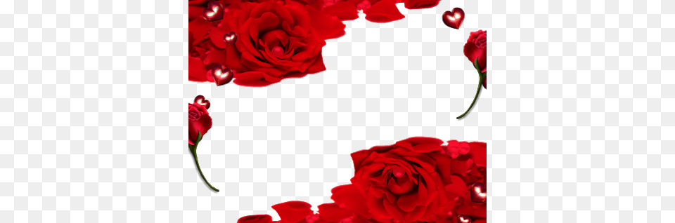 Vindas Da Net, Flower, Petal, Plant, Rose Free Transparent Png