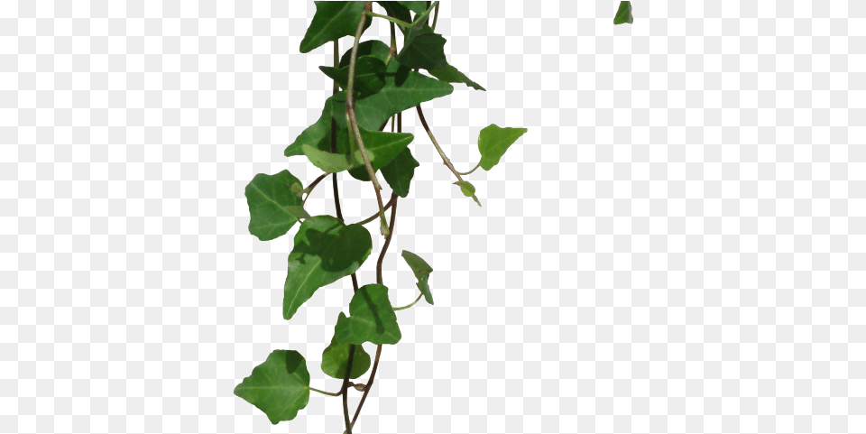 Vine, Plant, Ivy, Leaf Free Transparent Png
