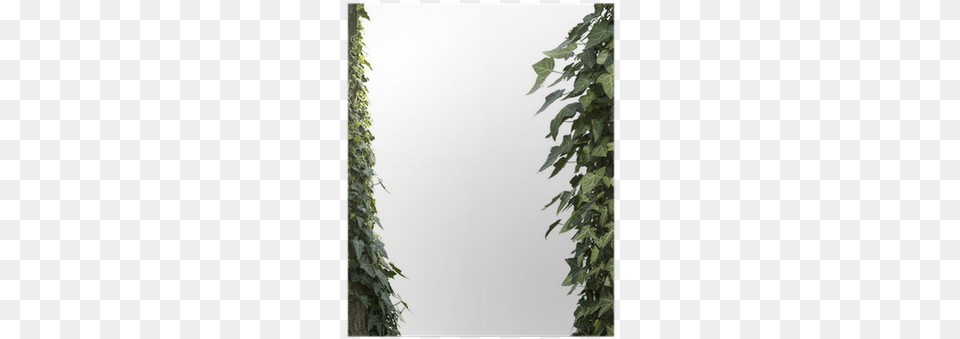 Vine, Plant, Ivy, Leaf Free Png