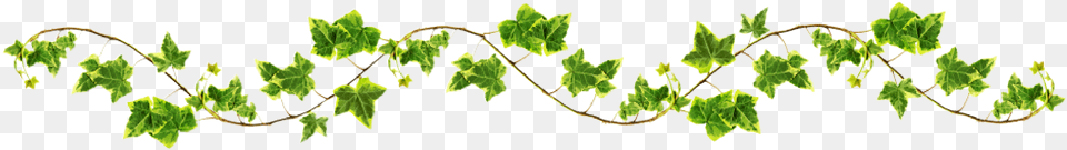 Vine, Leaf, Plant, Tree, Green Png