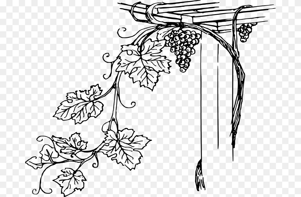 Vine Black And White Clip Art, Gray Free Transparent Png