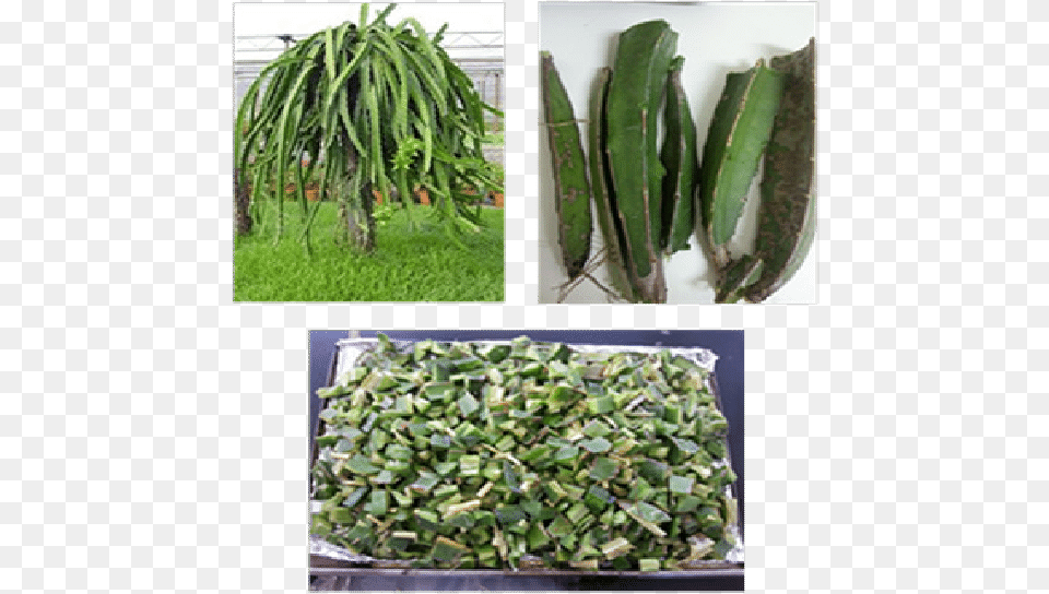 Vine Cactus Plant, Potted Plant, Herbal, Herbs Png