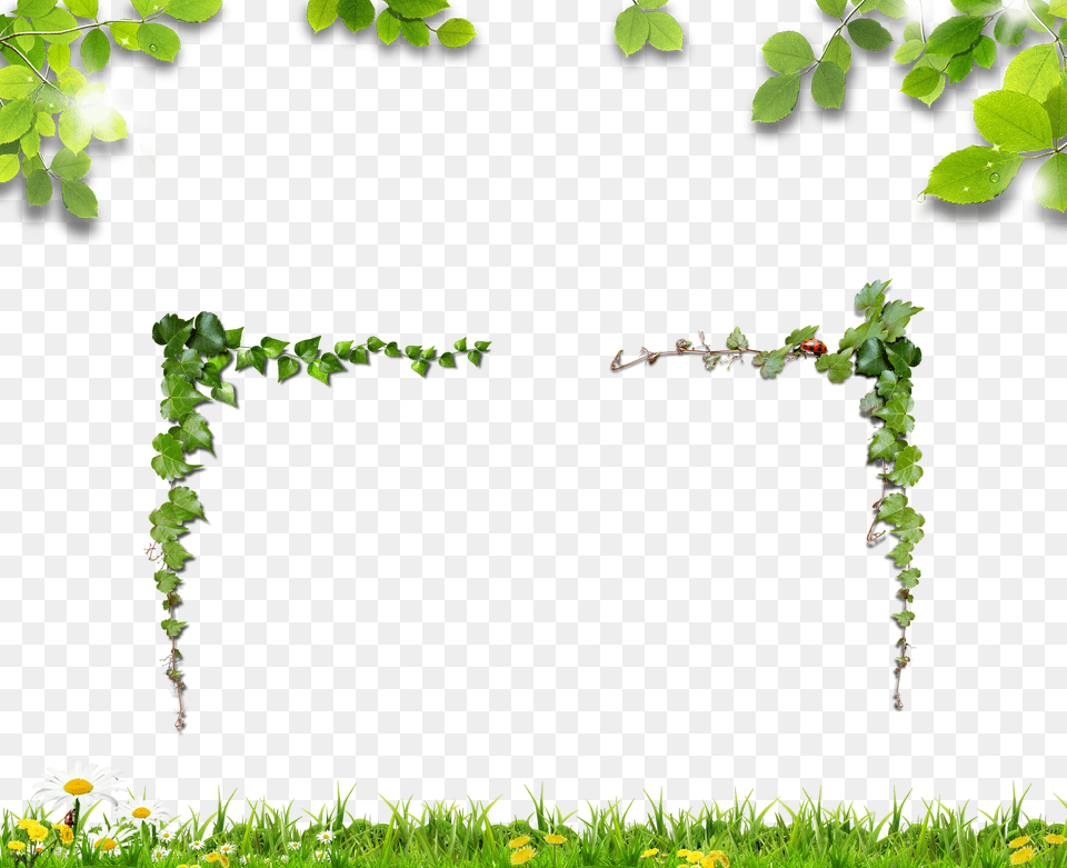 Vine Clipart Grass Leaf Png Image