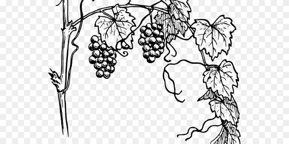 Vine Clipart Outline Grapes Plant Clipart Black And White, Food, Fruit, Produce, Person Free Transparent Png